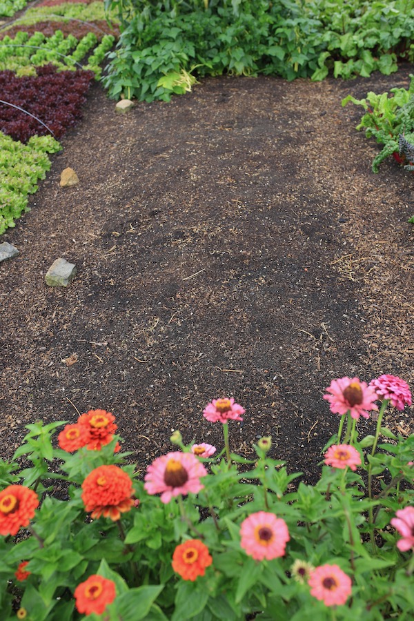 Bed now ready for transplants of Chinese cabbage