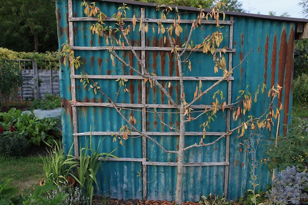 Tree probably killed by herbicide