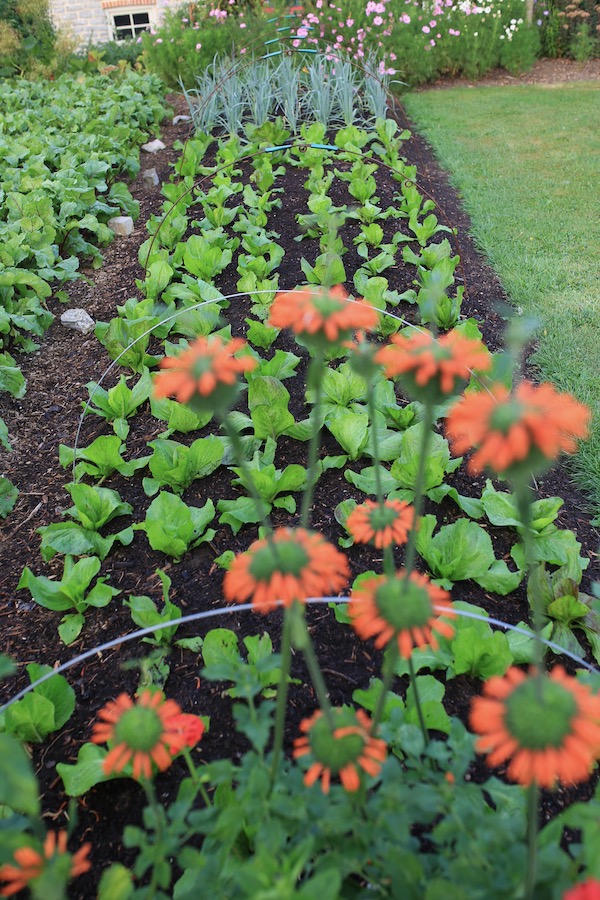 Chicory in ground 20 days