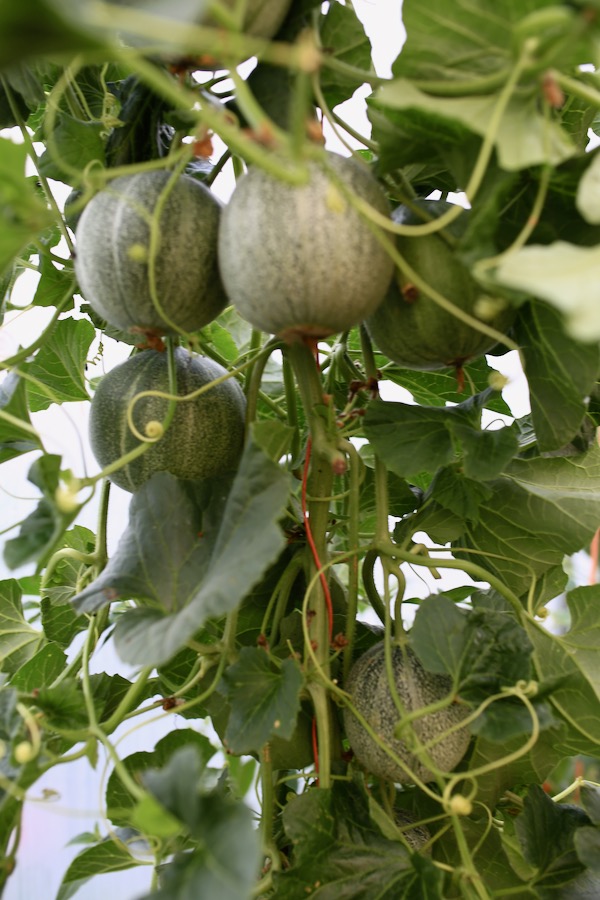 Minnesota Midget melon plant