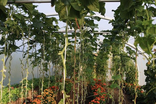 Cordon cucumbers in the polytunnel