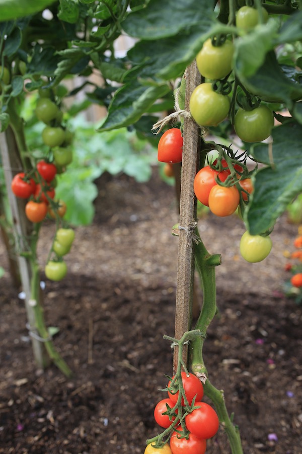 Mountain Magic tomatoes outside