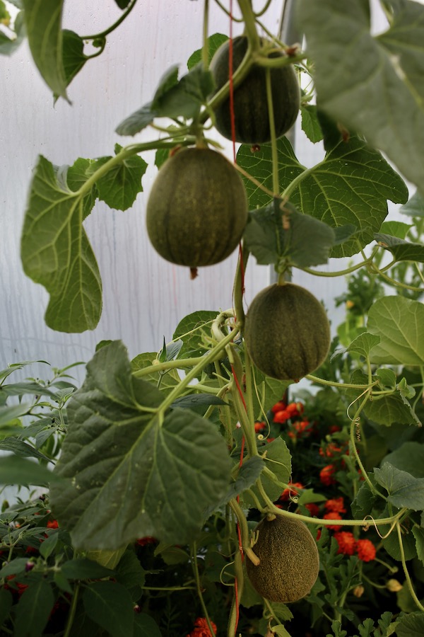 Kasakh melon plant