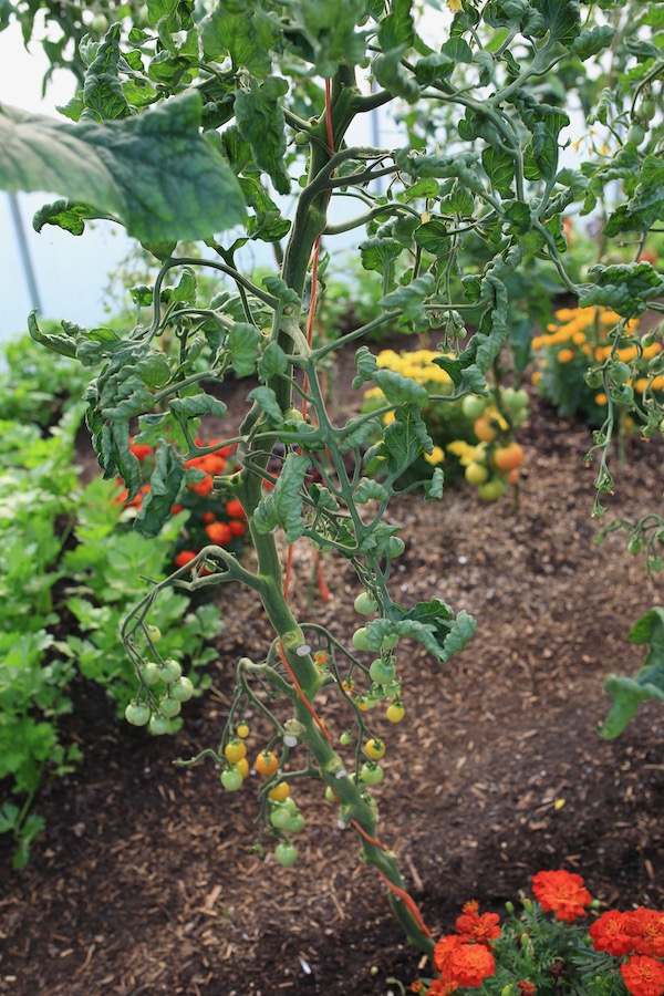 Santiam Sunrise tomato plant polytunnel
