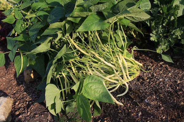 French or bush bean Orinoco for seed