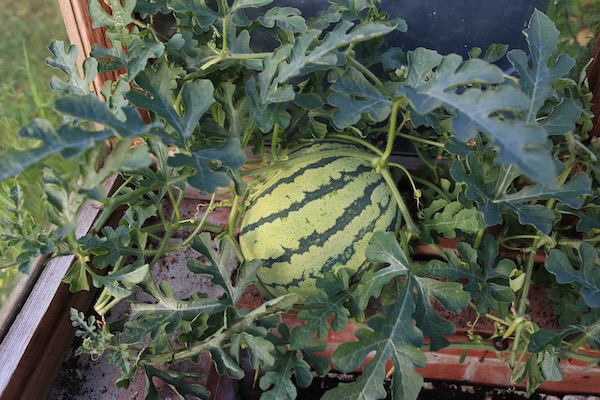Watermelon Early Moonbeam