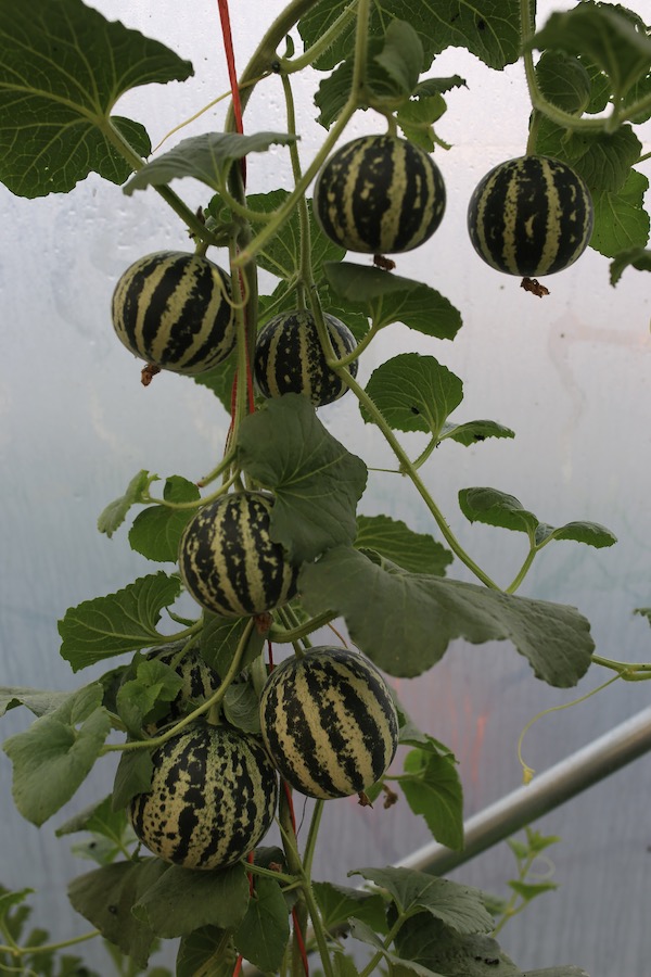 Tiger melon plant