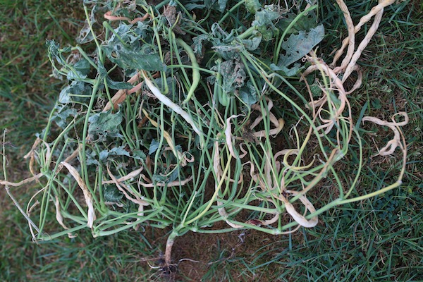 French bean Cupidon with dry pods