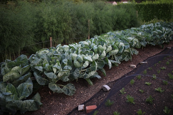 Brussels after removing the mesh