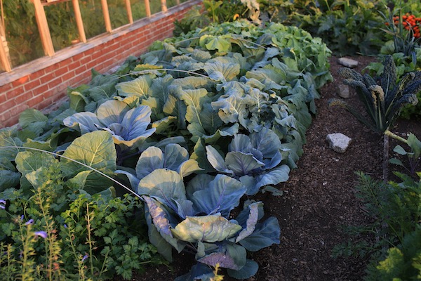 After removing a mesh cover, perfect brassica leaves