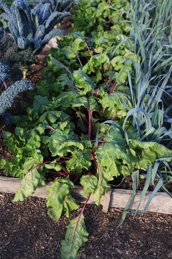 Beetroot plants drier on the edge