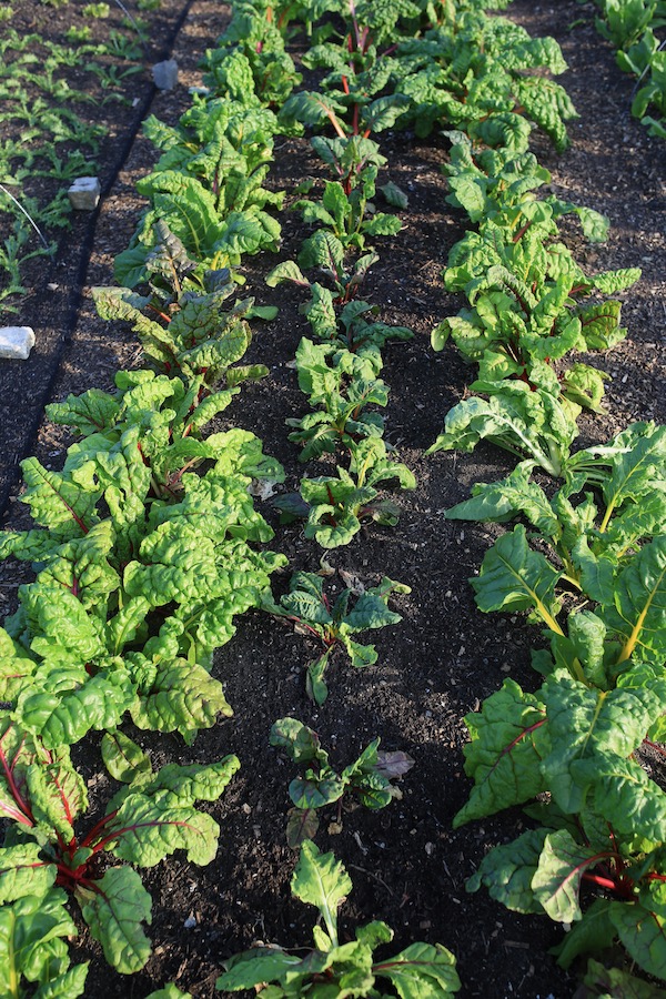 Chard plants drier in the middle