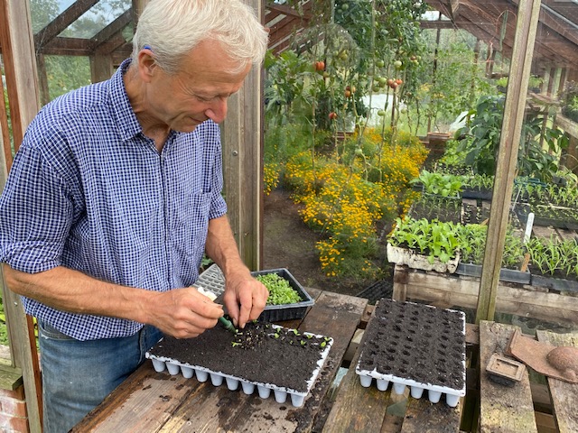 Pricking out seedlings