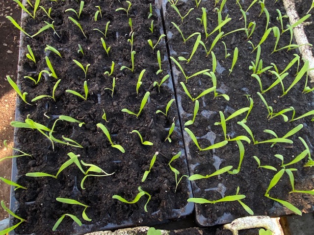 spinach seedlings pricked out