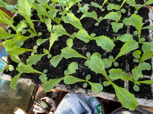 Endive to transplant