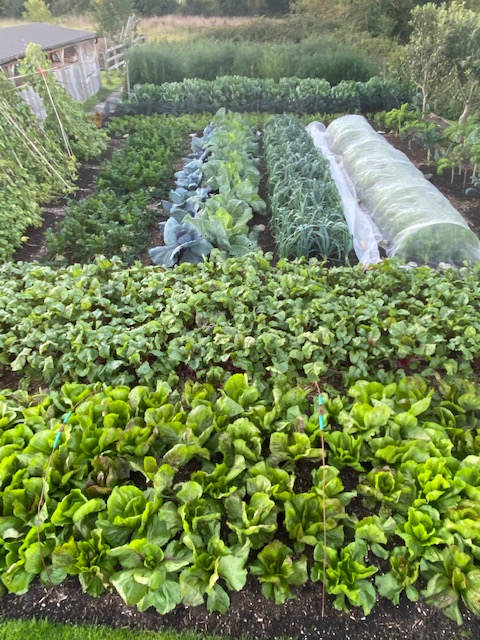 Same view 15 days later 30th August