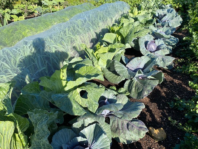 Cabbage sixth year same bed