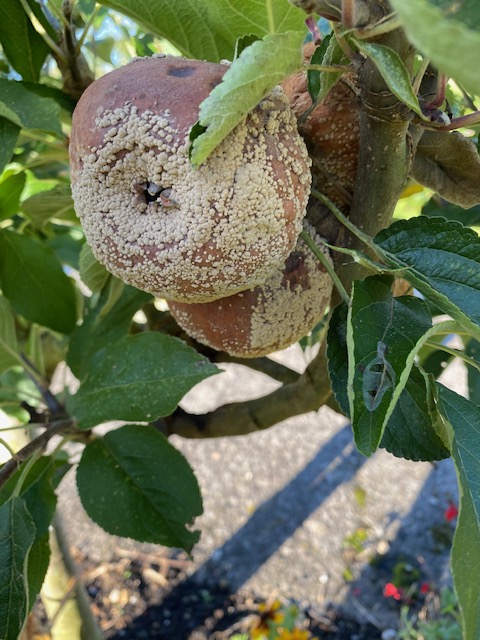 Rotting apples