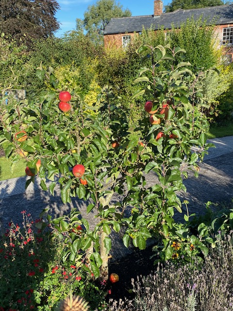 Good apples on the next tree