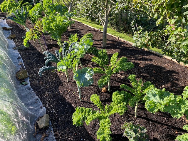 Kale transplanted 12 weeks