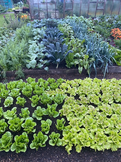 Lettuce and many second plantings