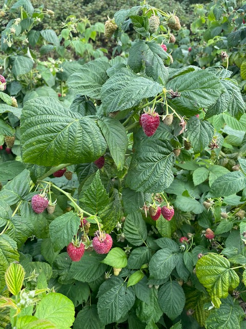 Ripe raspberries Joan J
