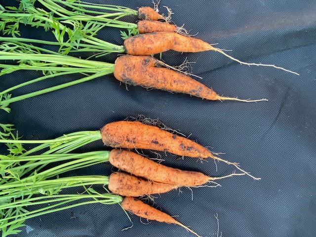 Carrot comparison no dig