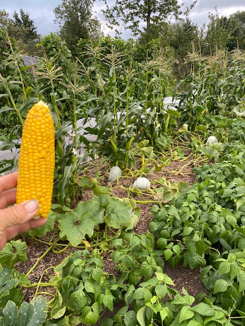 Ripew corn grown with squash