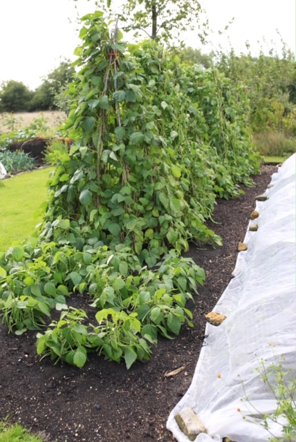 Minimum weeding needed for no dig beans