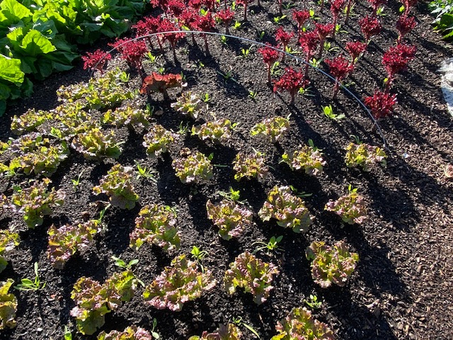 Interplants of spinach between lettuce