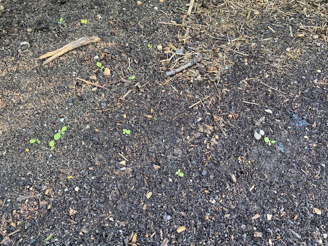 Weed seedlings sow thistle