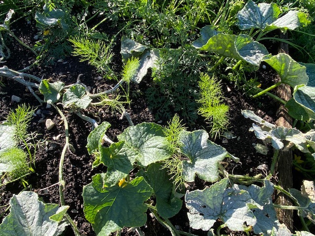 Fennel interplant between cucumbers