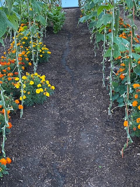 Rows of cucumber polytunnel 60cm apart