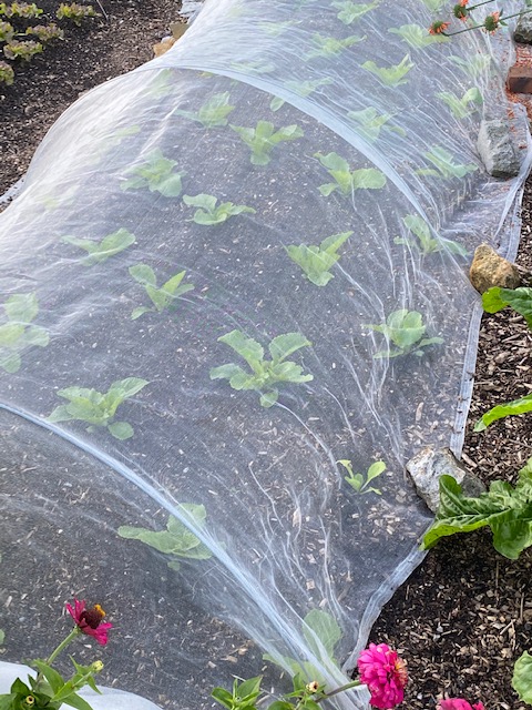 Chinese cabbage for hearting 37cm