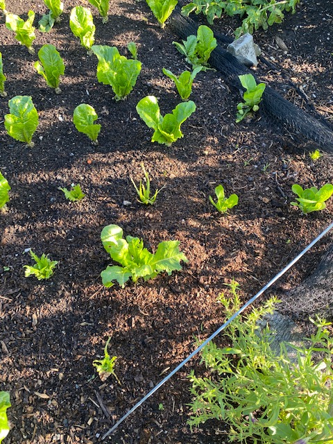 Slug damage from undecomposed mulch