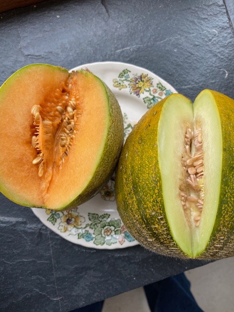 Melons Minnesota Midget & Kasakh