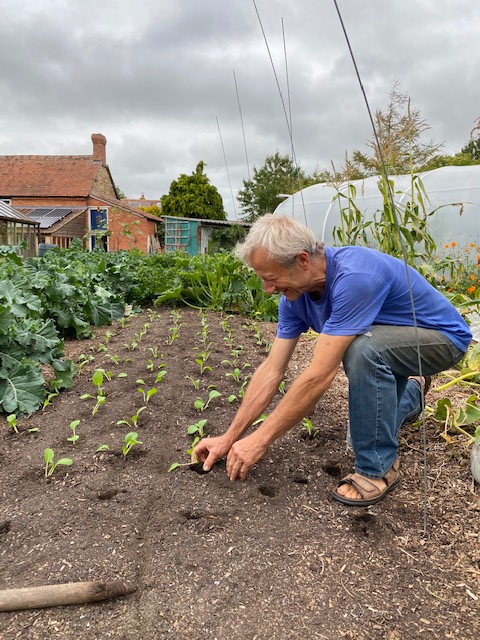 Planting pak choi 8th September