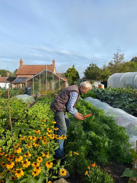 Pulling carrots no dig