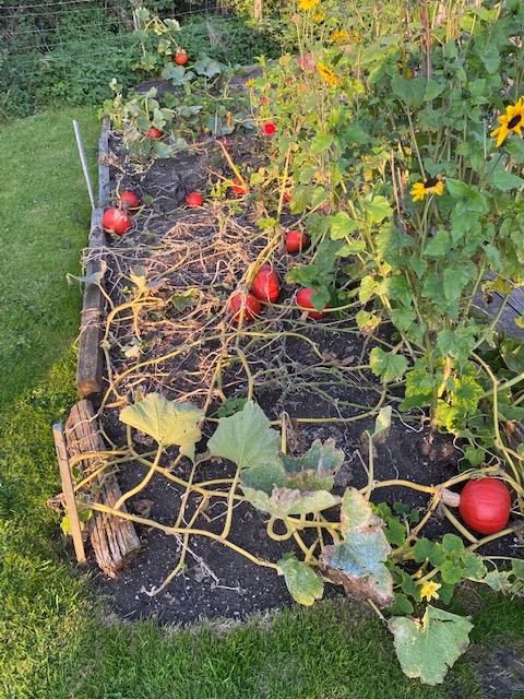 Kuri red squash for winter