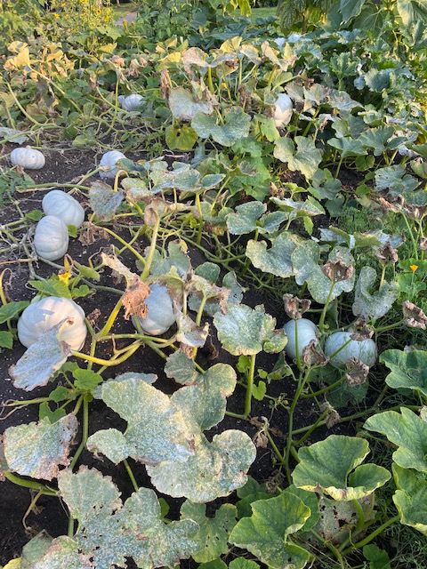 Crown Prince on a compost heap