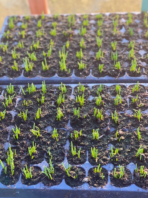 Spring onion seedlings