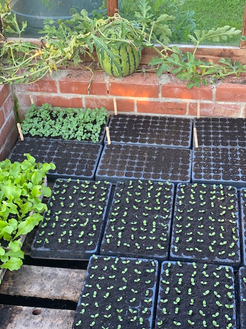 Seedlings for autumn and winter
