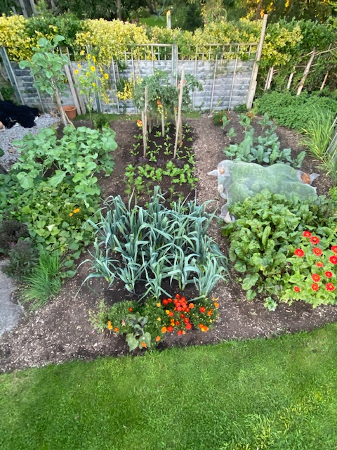 Small garden 9th September