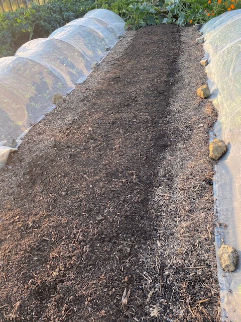 New compost for spring onions