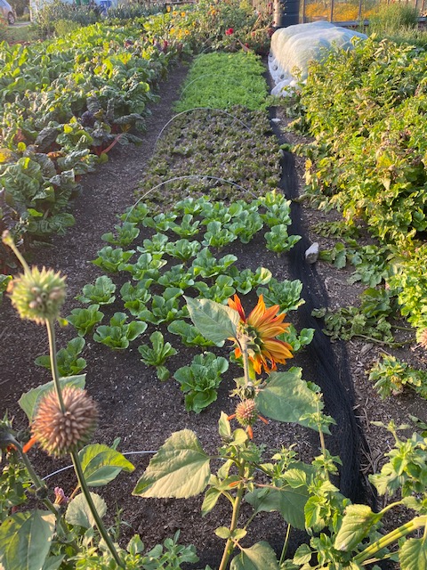 Lettuce and endive bed