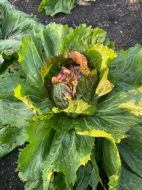 Chicory for radicchio