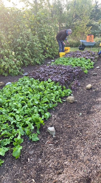 Salad rocket and mustards