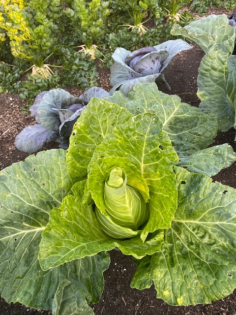 Filderkraut and Granat cabbage, celeriac behind