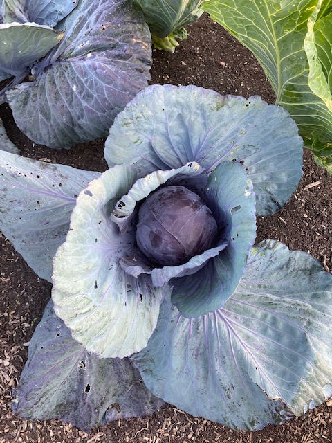 Cabbage Granat transplanted 3 months