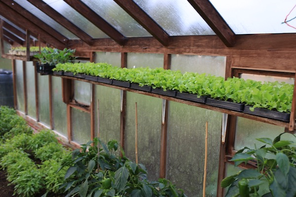 Lettuce plants on a shelf away from pests